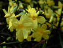 As soon as the Winter Jasmine finishes flowering - prune it.